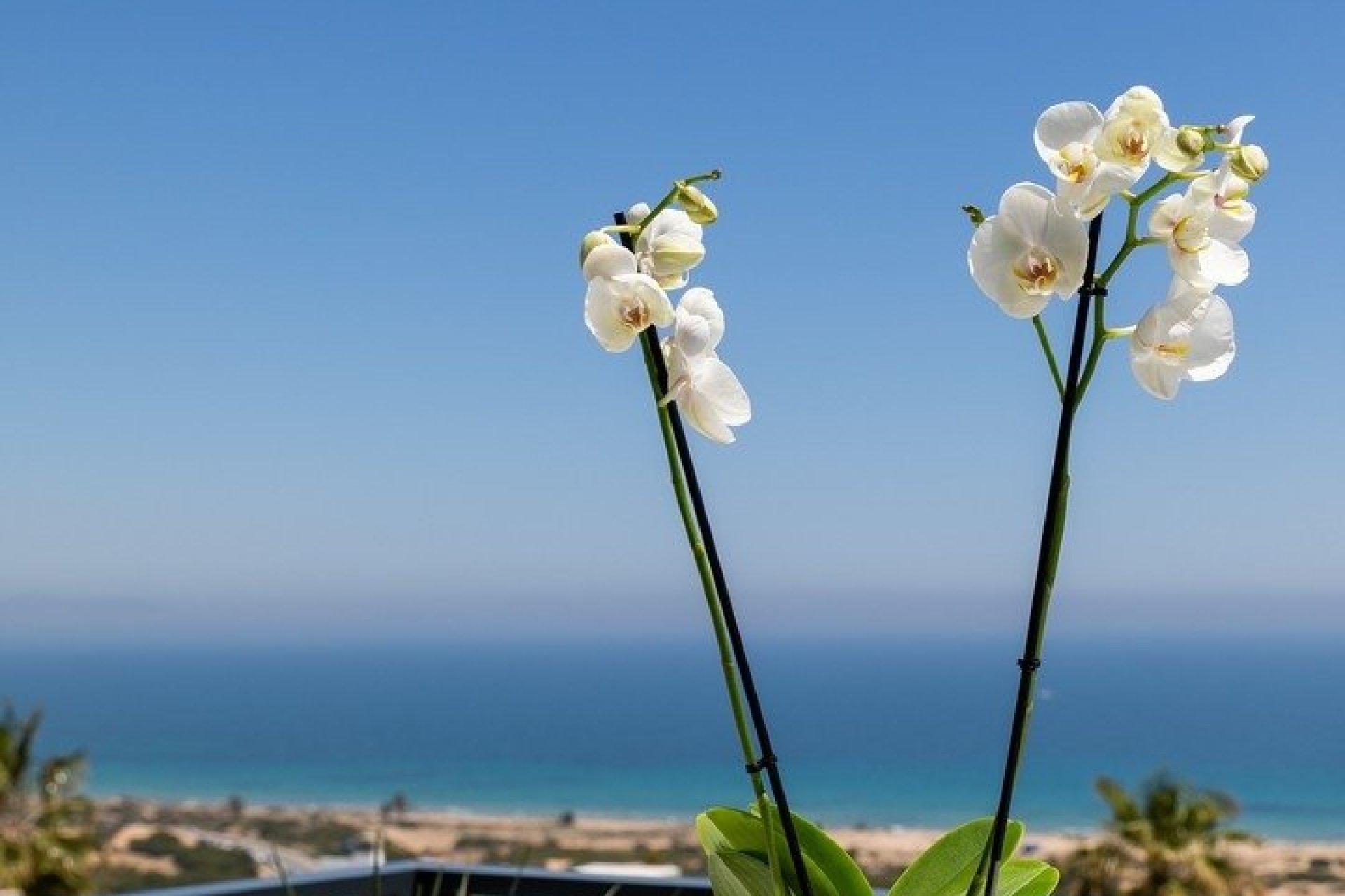 Nowy budynek - apartment -
Santa Pola - Gran Alacant