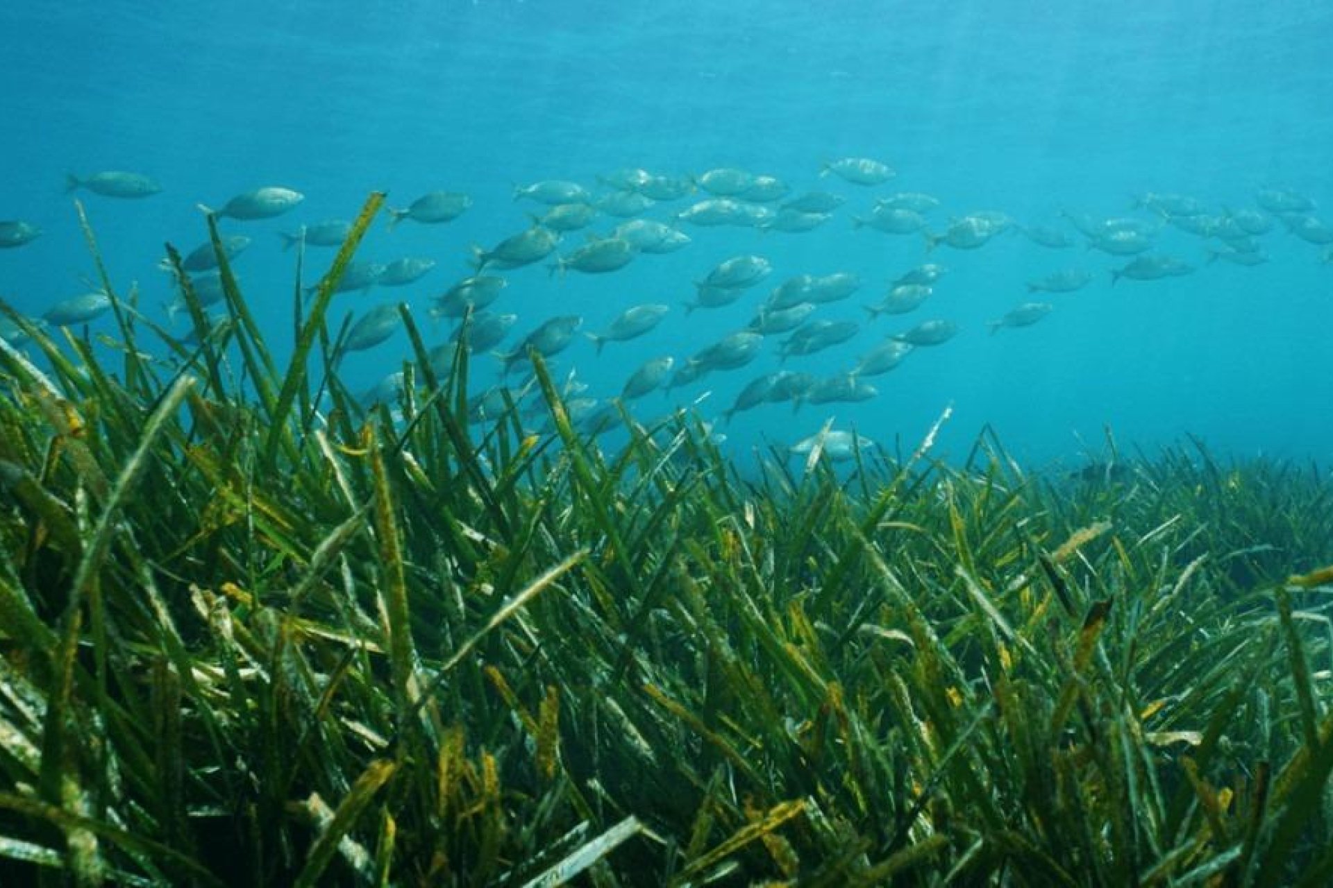 Nowy budynek - villa -
