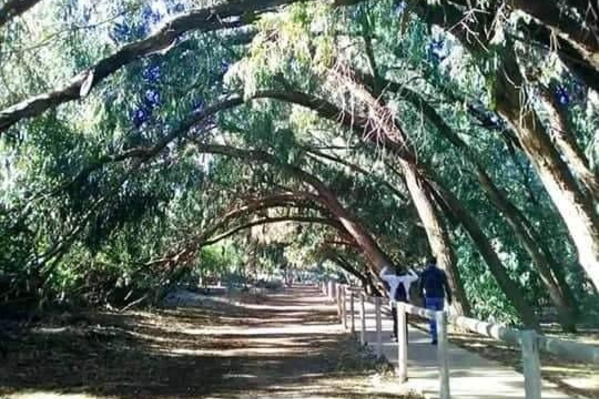 Obra nueva - Bungalow -
