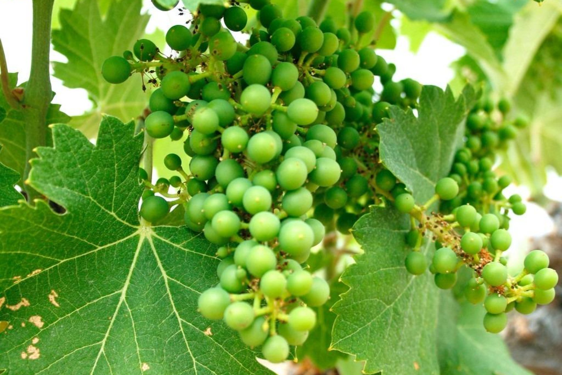 Obra nueva - villa -
Yecla