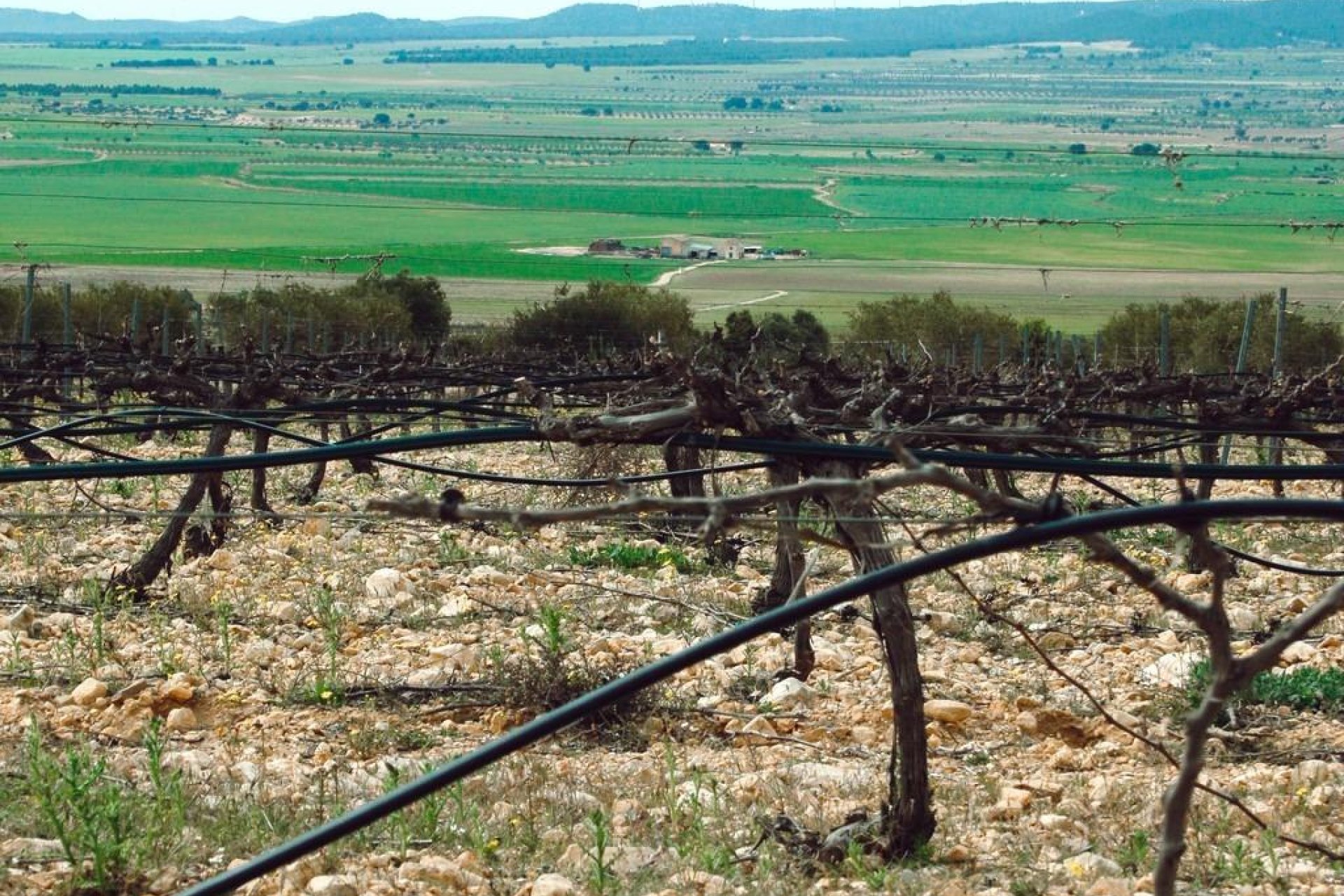 Obra nueva - villa -
Yecla