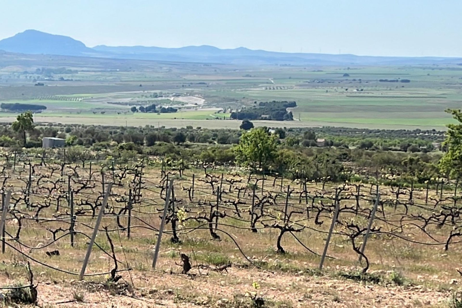 Obra nueva - villa -
Yecla