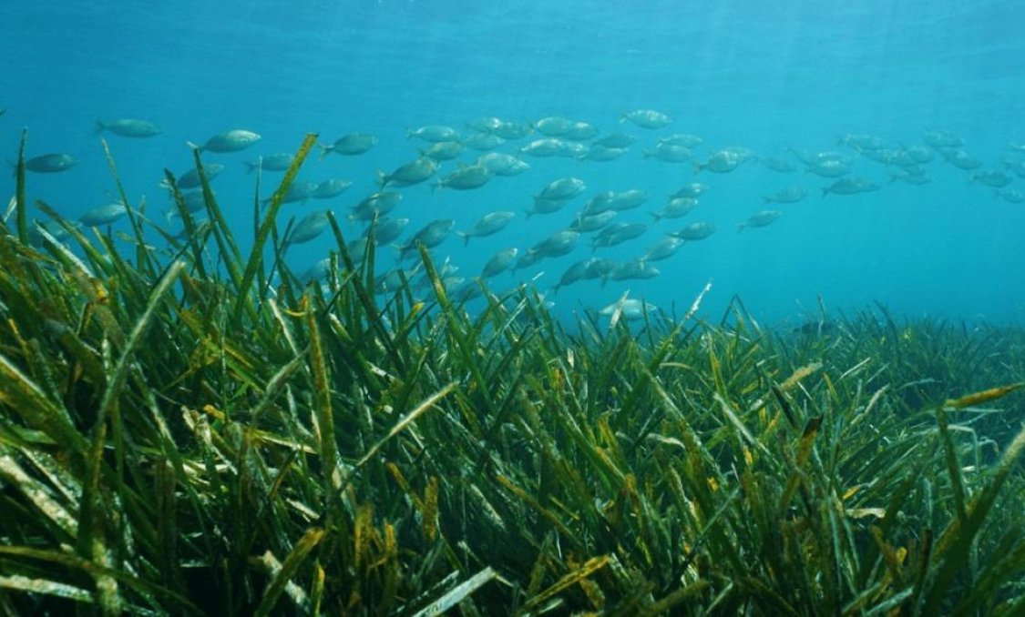 Obra nueva - villa -
