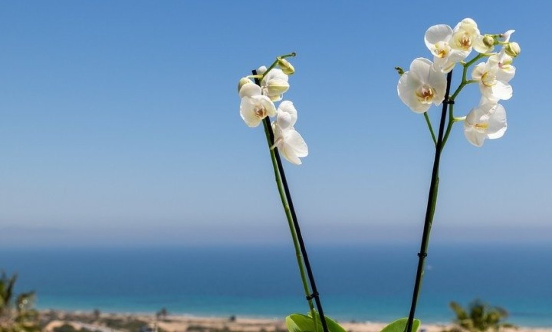 New Build - apartment -
Santa Pola - Gran Alacant