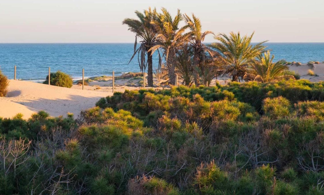 New Build - apartment -
Guardamar del Segura - Avda del Puerto